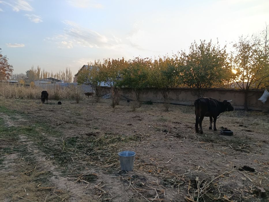 Shahrisabzdan Uchaska sotiladi