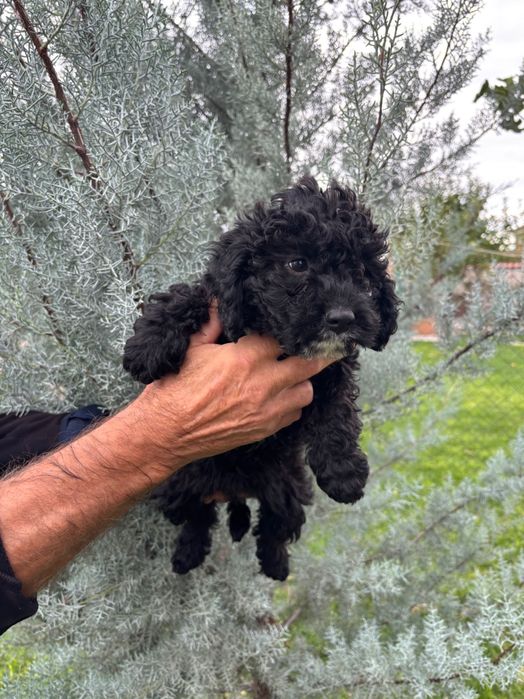 Кавапу & Cavapoo