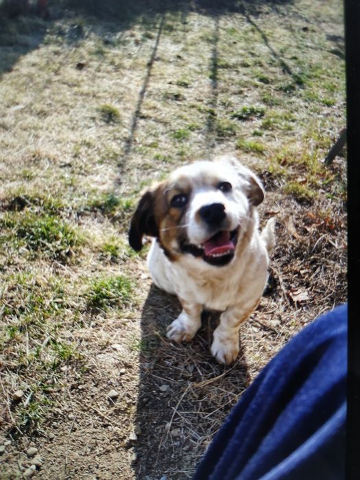 Dresaj canin Prahova