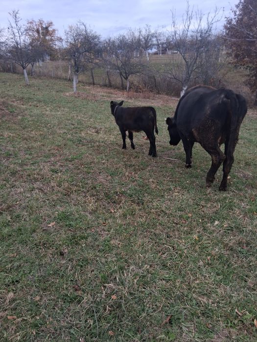 De vânzare 2 vaci cu vitei