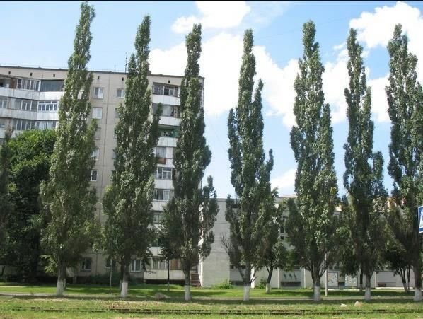 Тополя, Тополя, Тополя. Осенняя посадка. Тополь пирамидальный.
