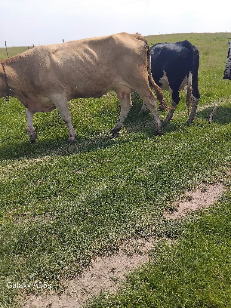 De vânzare doua vaci