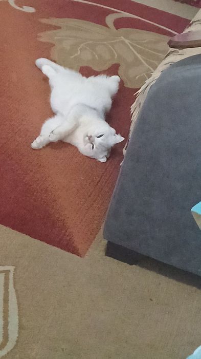 Продам вислоухово шотландского кота