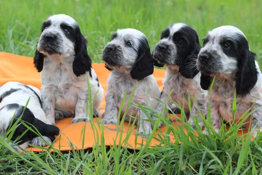 English Cocker spaniel