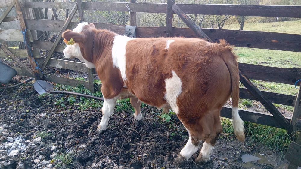 Vand vițel bălțata romănească