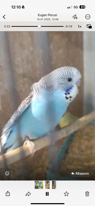 Papagali perusi inelați