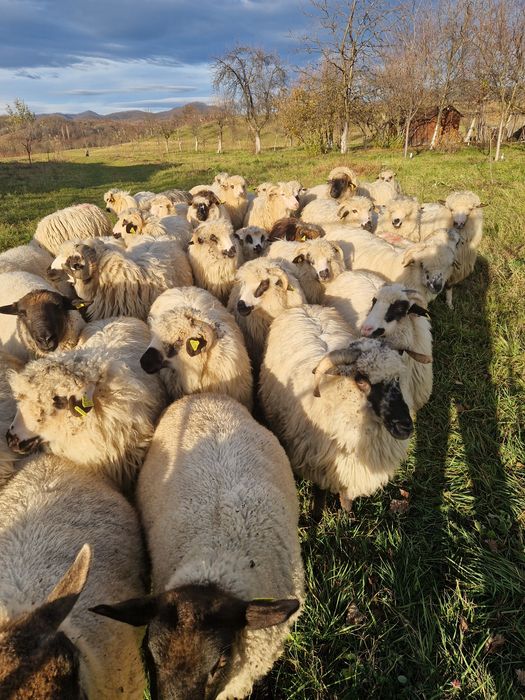 Vând oi țurcane!
