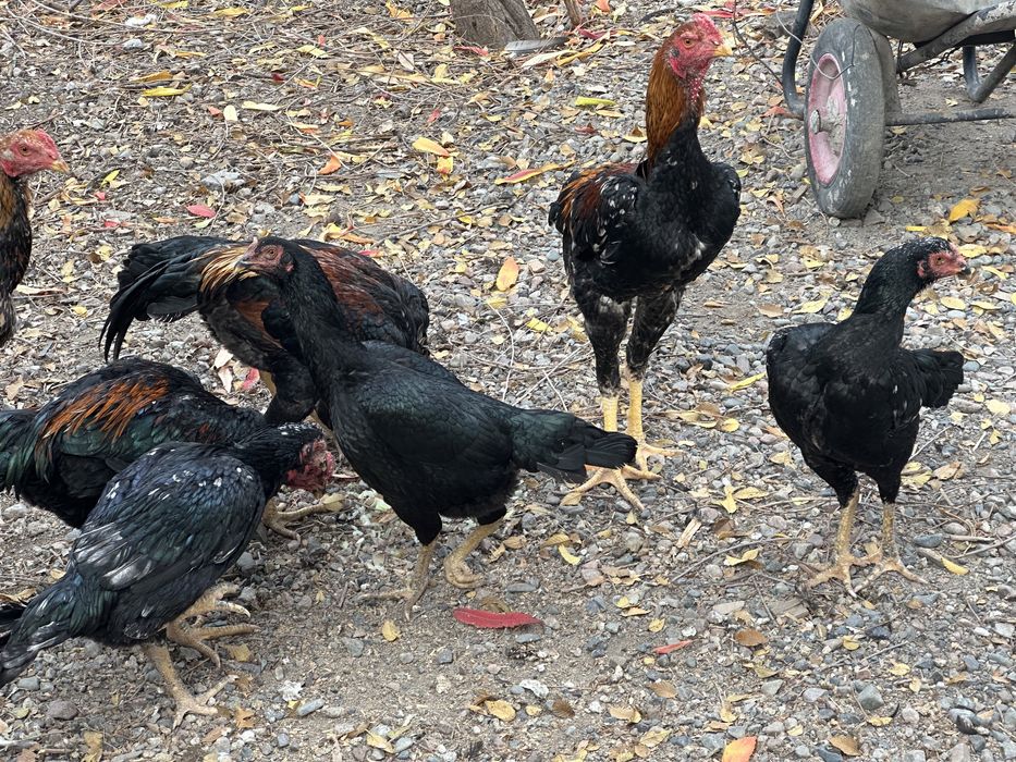 Продам дакан о шамо микс петух и курочки