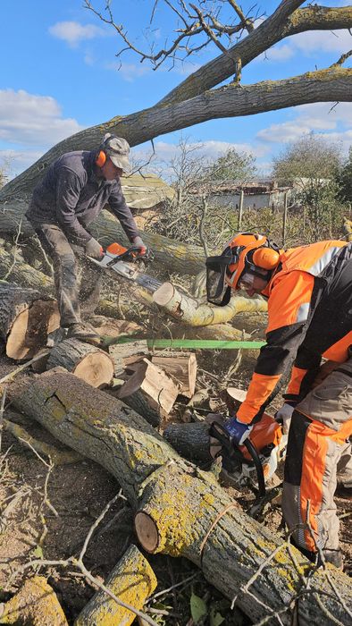 Рязане на опасни дървета с автовишка