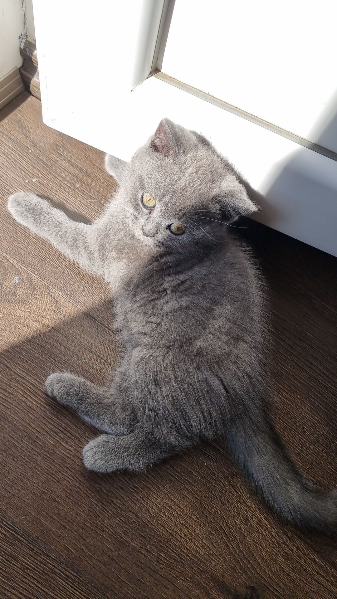 British Shorthair Blue