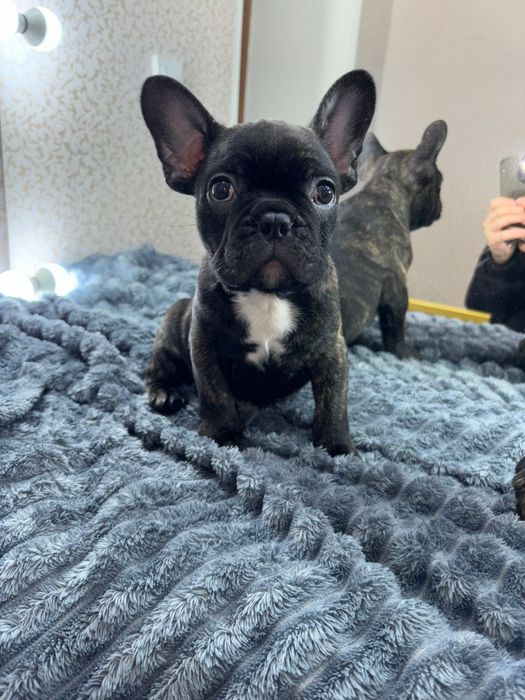 Продам щенка французского бульдога