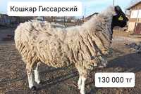 Продам кошкара и овец на племя!