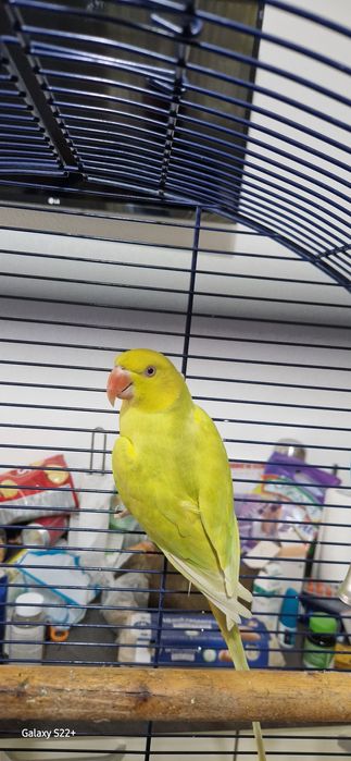 Femela Micul Alexandru