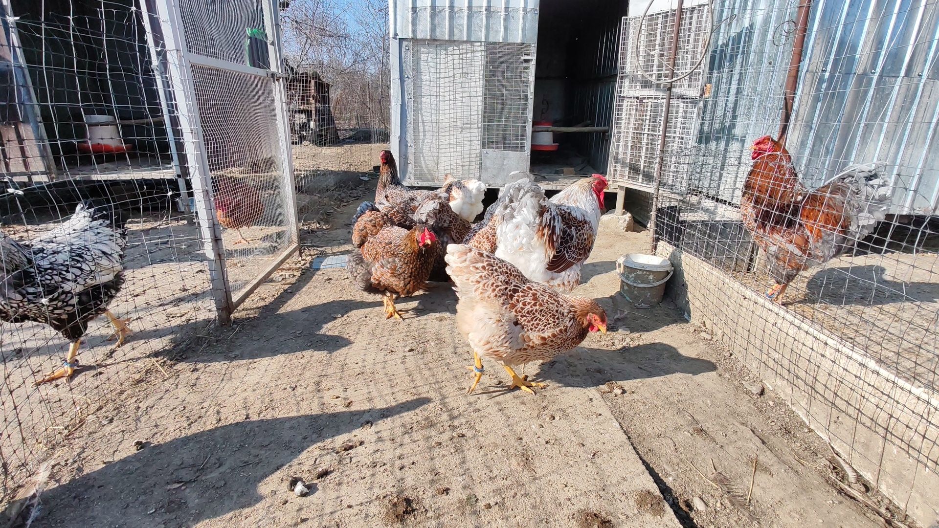 Ouă pt incubat wyandotte auriu albastru
