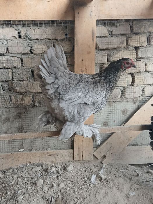 Хуроз товук сотилади