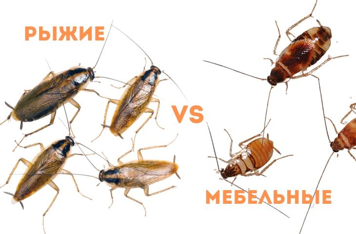 Гель от тараканов advion cockroach gel syngenta