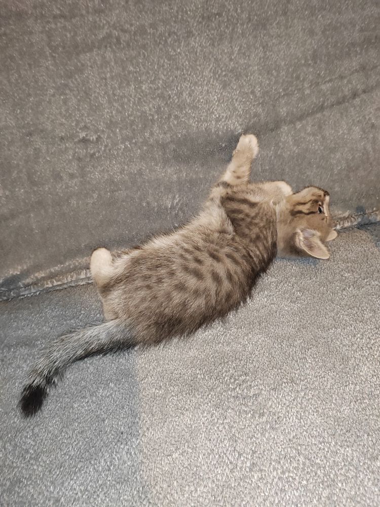 Дарю классных котят
