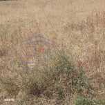 Teren intravilan, Moara, T-7396