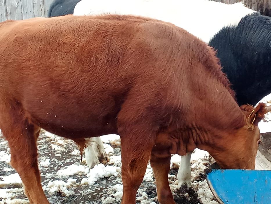 Продам бычков 1.3г