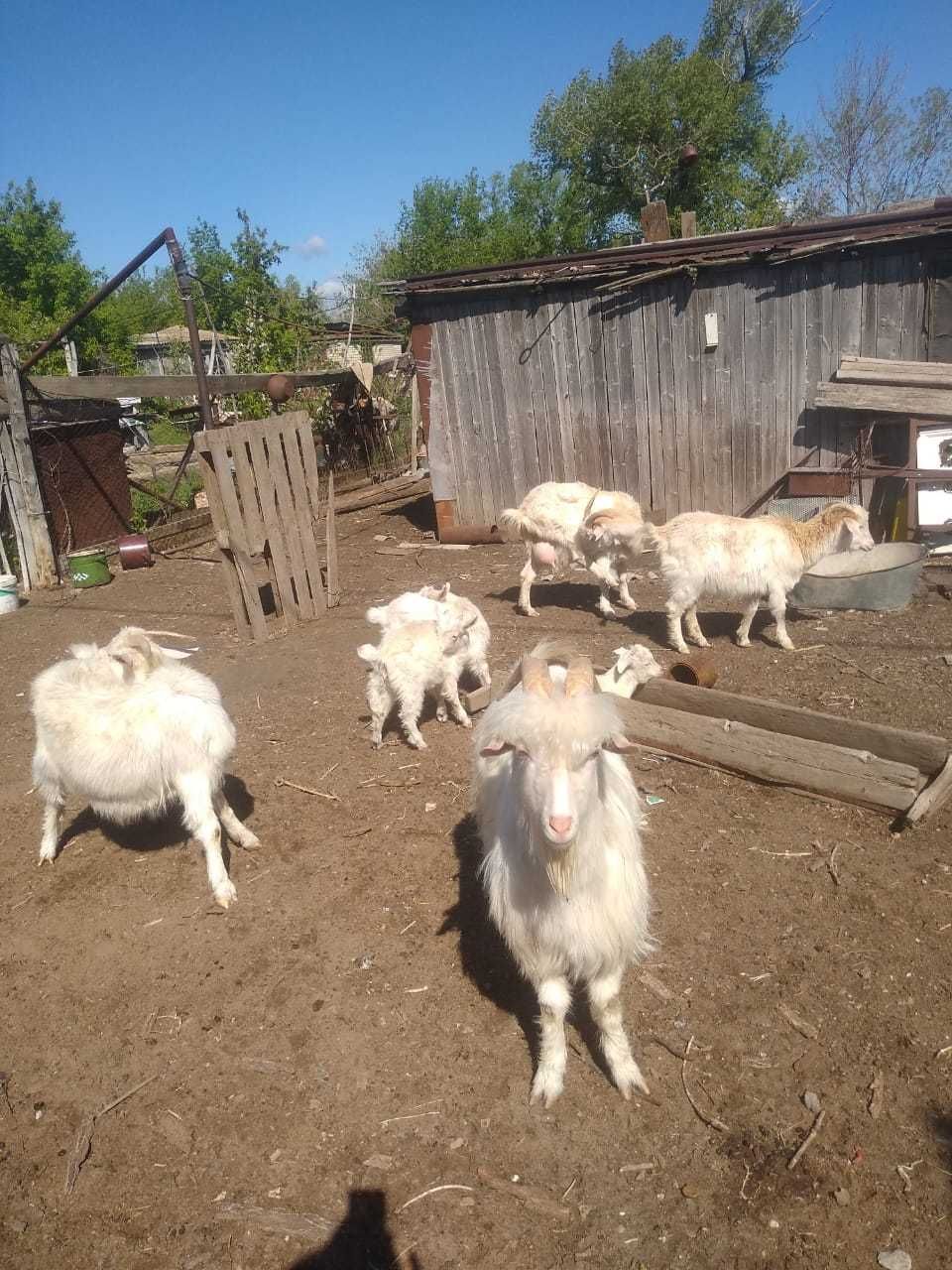продам дойных коз зааненской породы