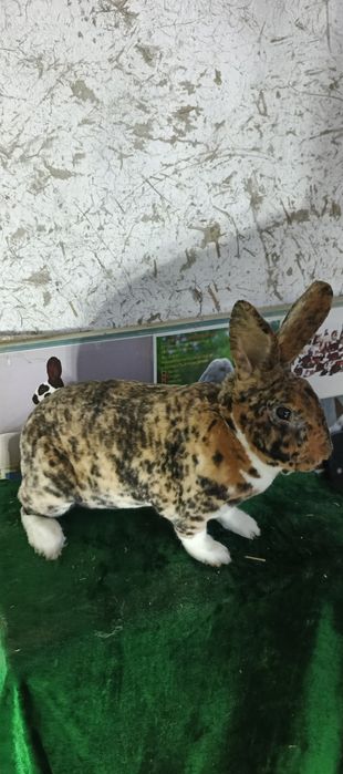 Рекс гапрад зот куёнлар