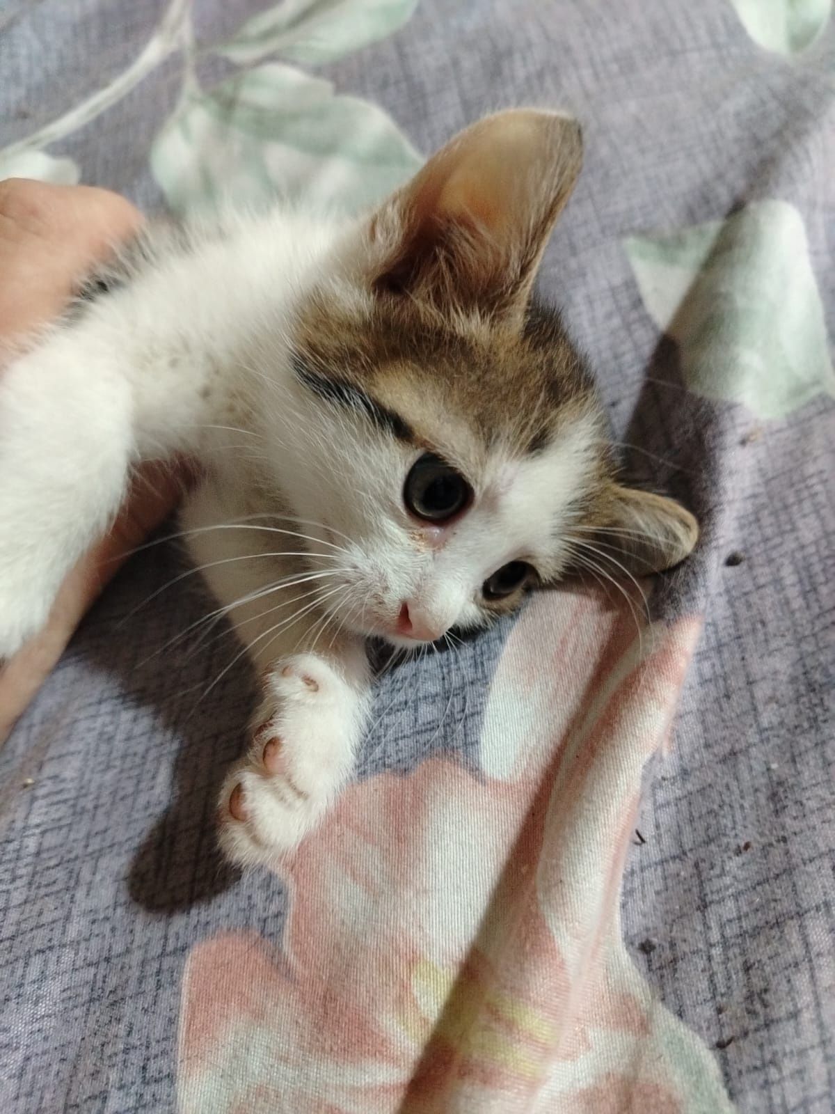 Отдам котенка две девочки