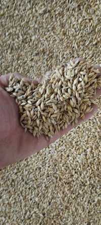 Ечемик жито и царевица реколта 2023