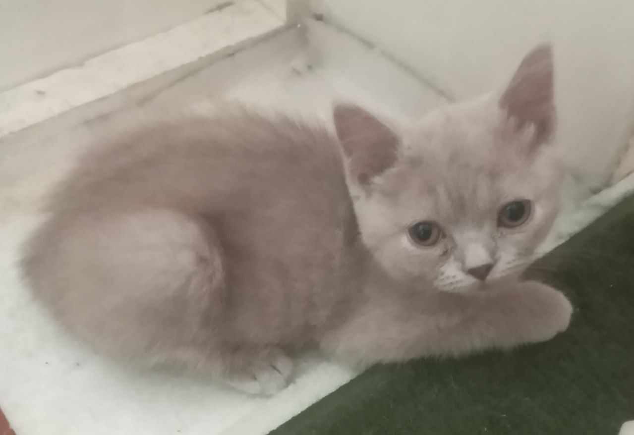 Продается котёнок
