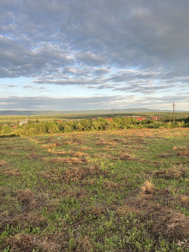 Teren 1.33 Hectare, Intravilan, Viile Satu Mare