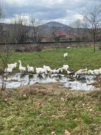 Gâște Holmogor !!