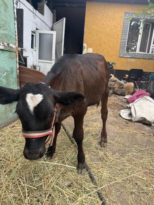Тёлочка 3 месяца 200000 тг. Договорная