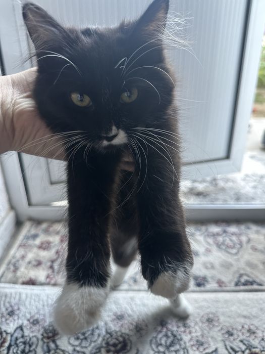 Mushuk bolasi xadyagaa