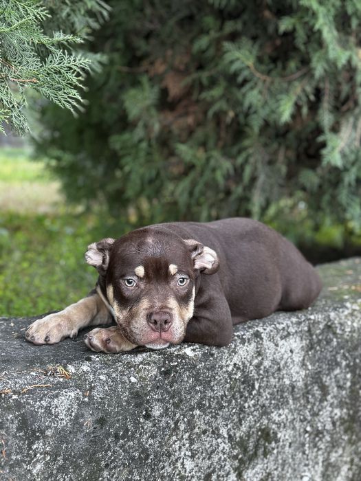 Американско були покет