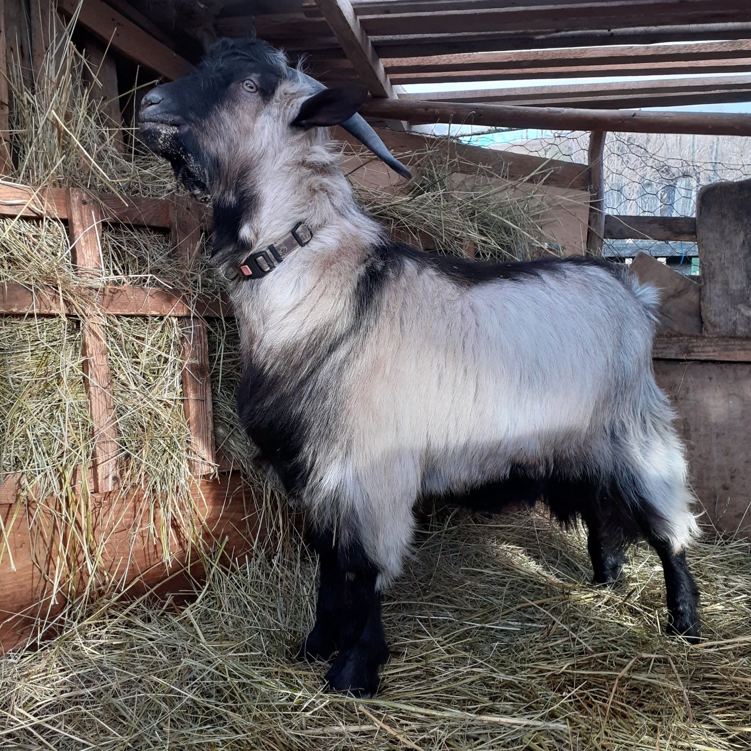 Vând Țap tânăr 1 an