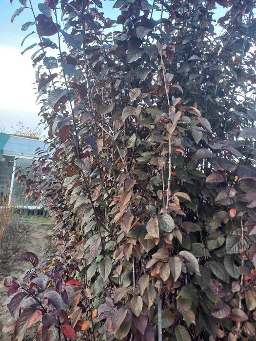 Червенолистна декоративна джанка / слива