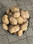 Продам домашний картофель