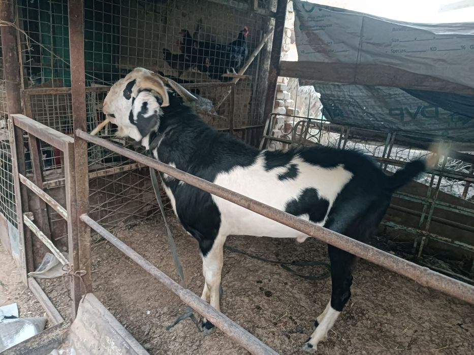 Echki  taka zotka sotiladi