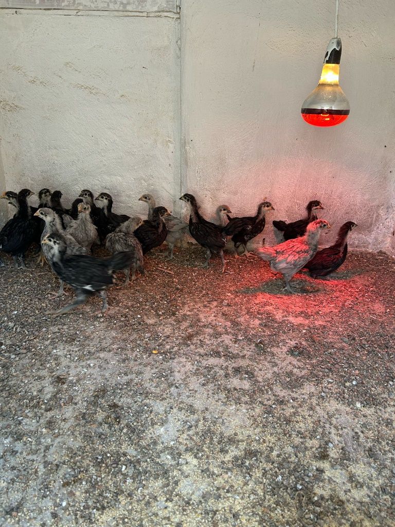 Pui australorp, campioanele la ouat!!!