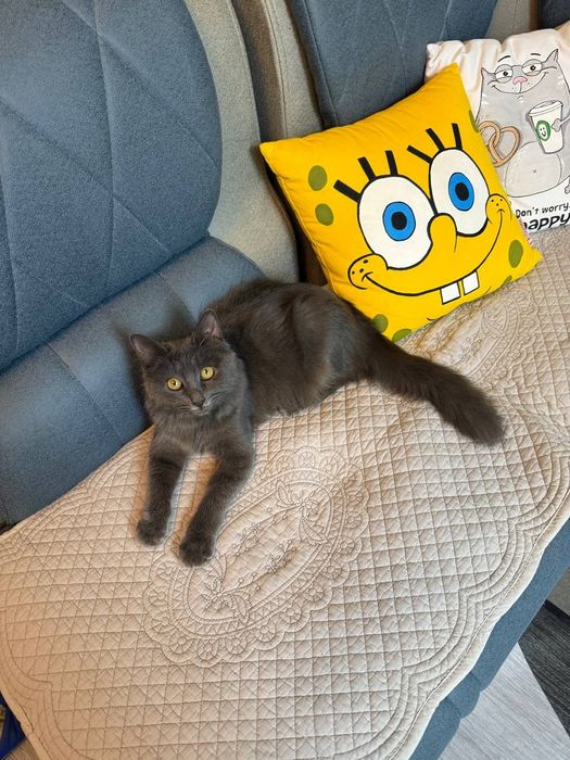 Кошка девочка Ташкент