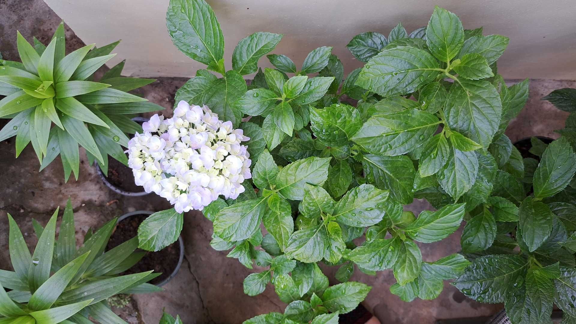 Гортензия макрофилла