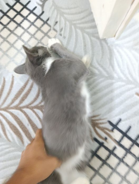 skotish stray mushuk