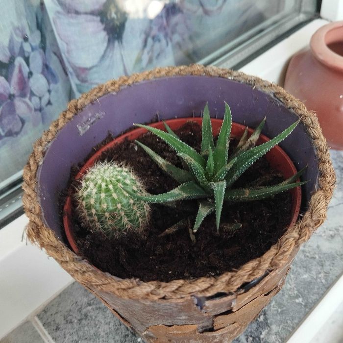 Декоративни кактуси