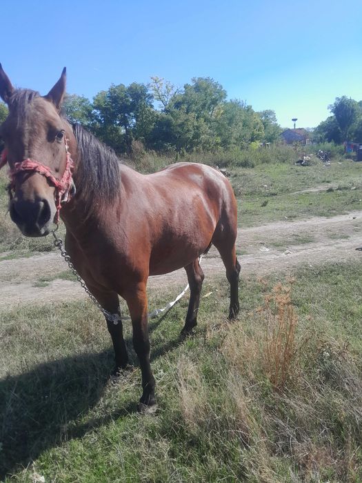 Iapa de vanzare 6 ani