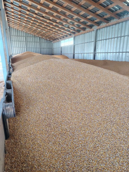 Porumb de vânzare, recolta 2025, preț 1,20 lei/kg, asigur transport