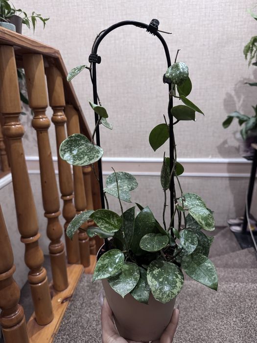 Хойя Акута EPS 997, (доставка 30000)