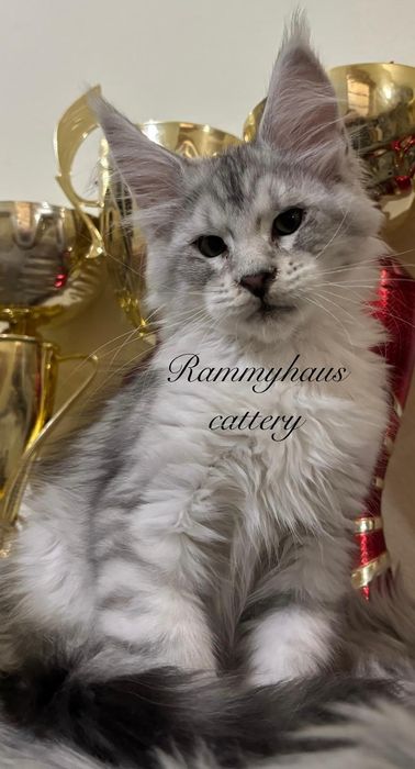 Felisa autorizata WCF, vinde pisoi cu pedigree rasa Maine coon