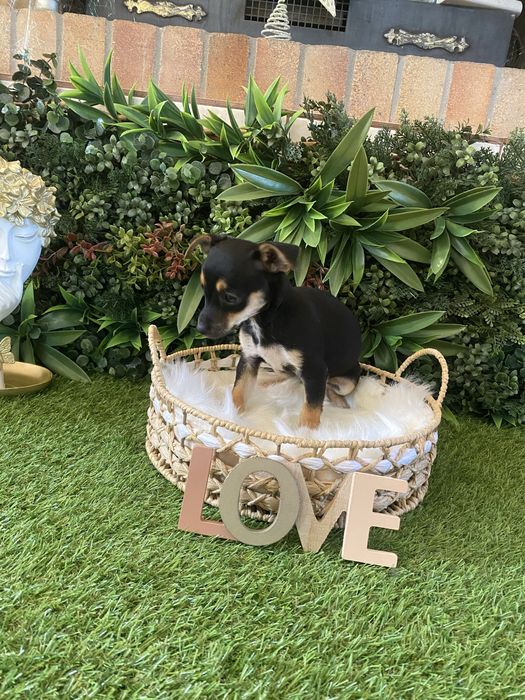 Pinscher pitic – jucăuș, inteligent și plin de energie