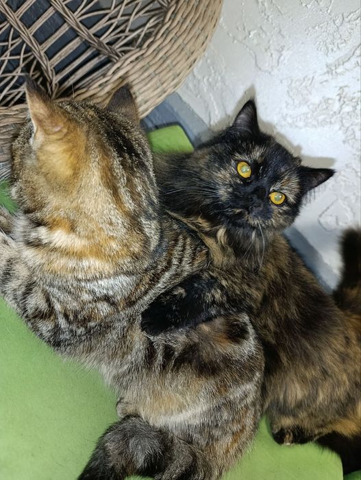 Mushuk Scotish strayt  hali kichkina zotdor chiroyli tigerli va momiq