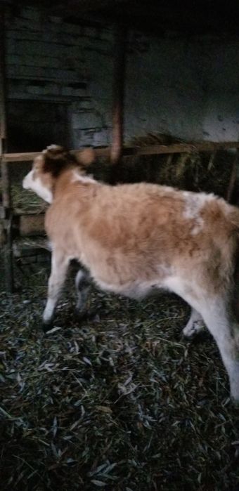 De vanzare o juninca