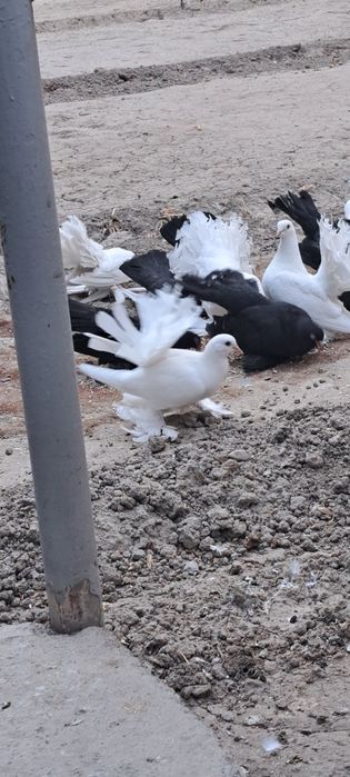 Каптарлар сотилади